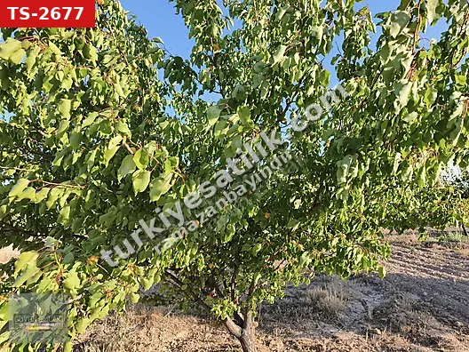 ***GÜVEN EMLAK'TAN HAVAALANI CİVARI FIRSAT KAYISI BAHÇESİ***